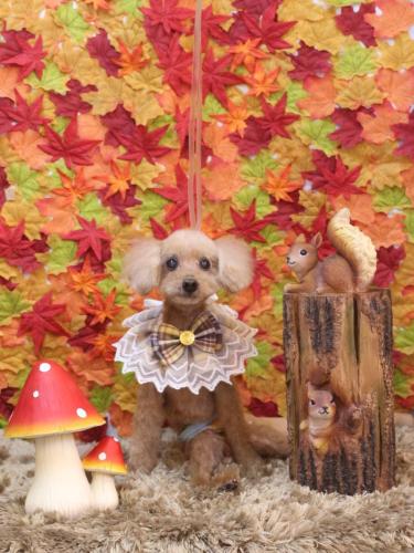 20241108マークくん